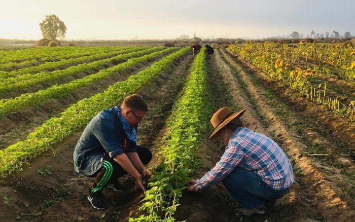 Farmers tending crops in a vast field.